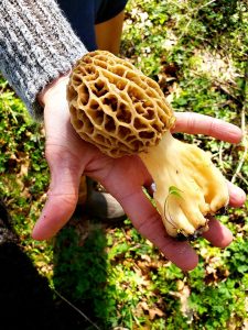 Morel Mushroom Season in Indiana morel mushroom season indiana wooded property yourlandman